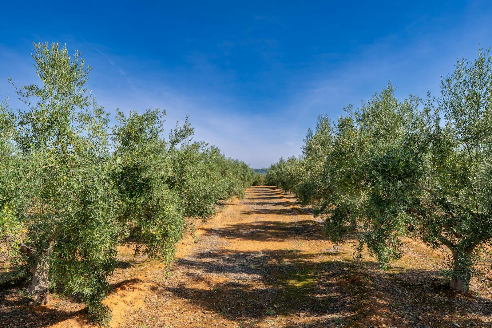 Olivar andaluz al atardecer